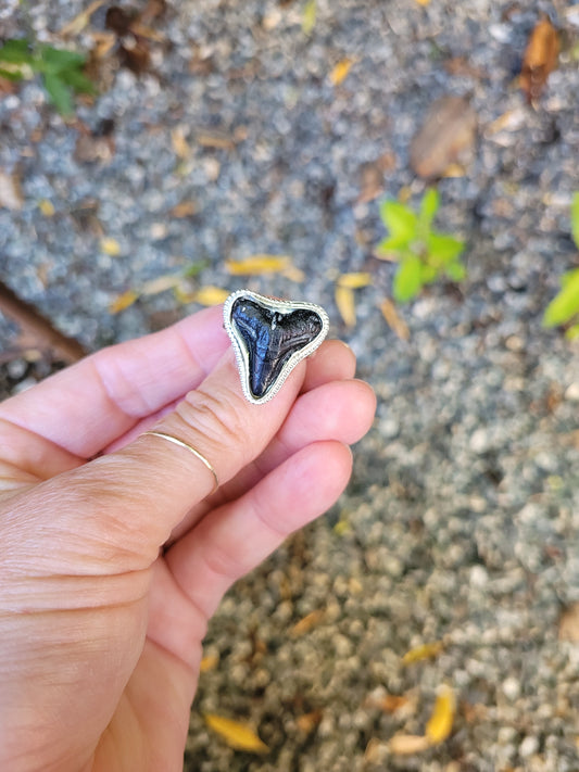 Megalodon shark's tooth ring