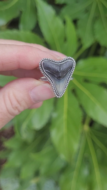 Adjustable Bull shark tooth ring