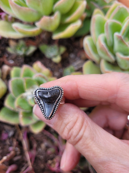 Bull shark tooth ring